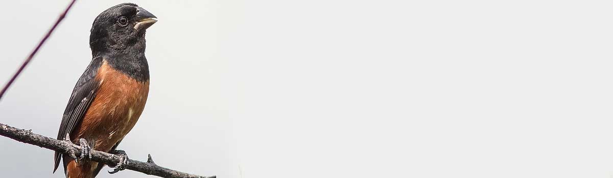 Banner 46