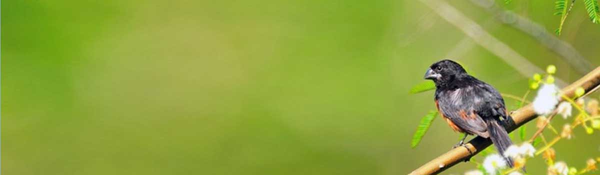 Banner 64